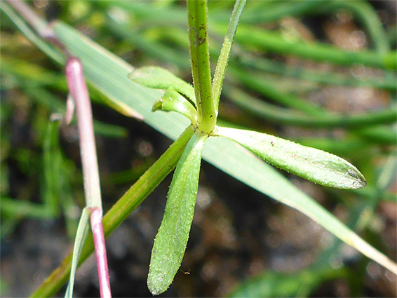 Whorled leaves