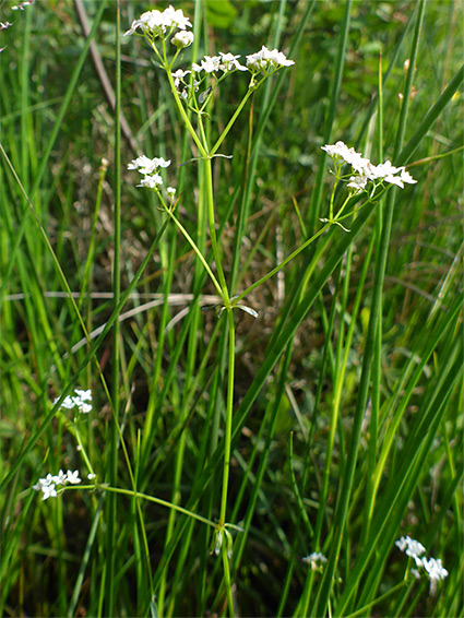 Branched inflorescence