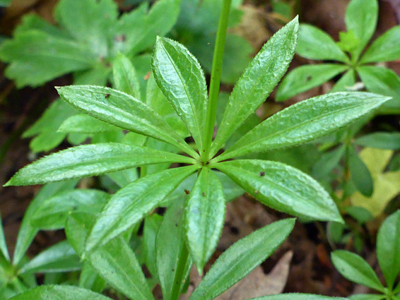 Whorled leaves