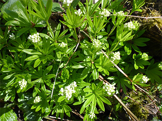 Flowering stems