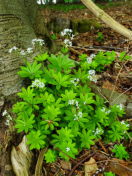 Flowers and leaves