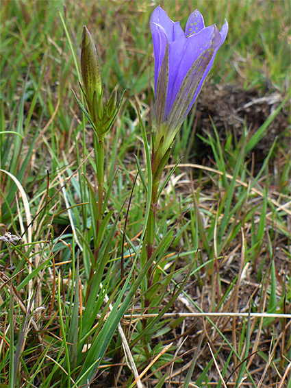 Two flowering stems