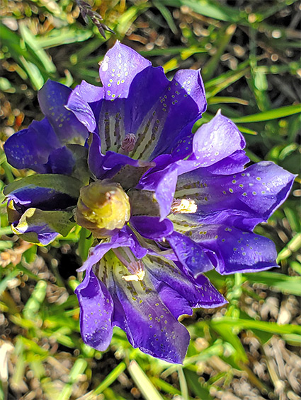 Whorl of flowers