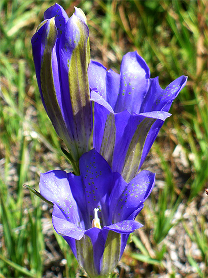 Deep blue flowers