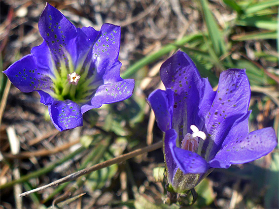 Two flowers