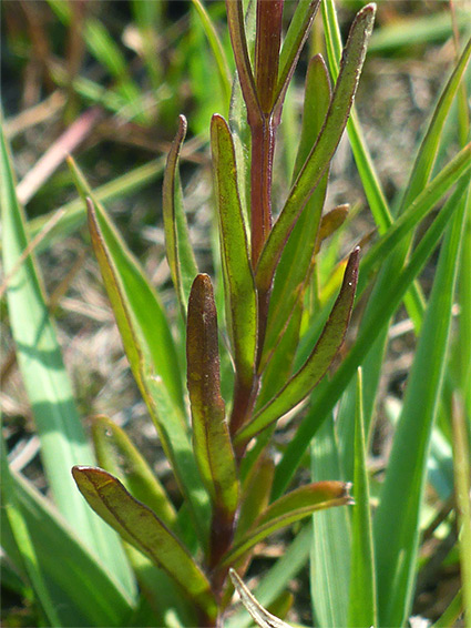 Lower stem