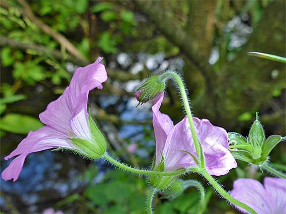 Group of flowers