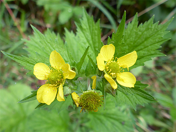 Flowers and bracts