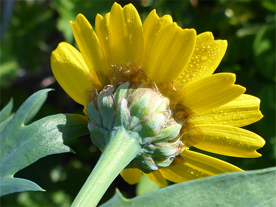 Florets and phyllaries