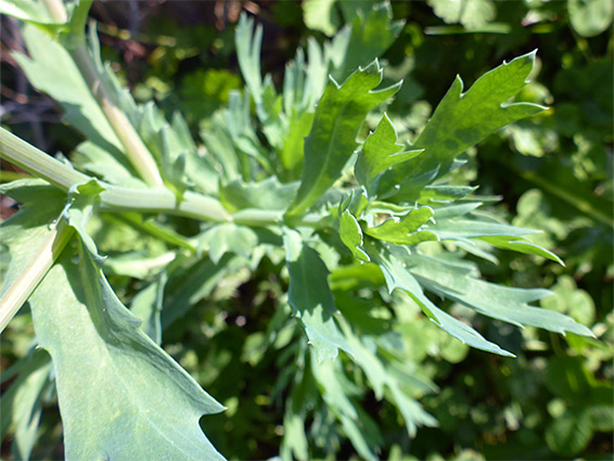 Grey-green leaves