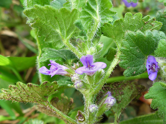 Leaves and flowers