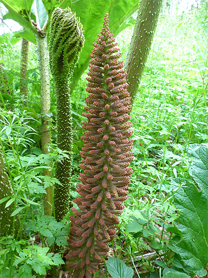 Developing inflorescence