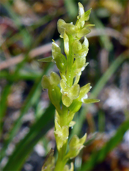 Yellowish-green flowers