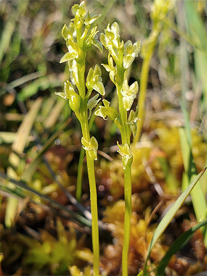 Slender stems