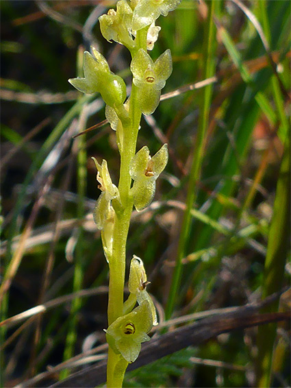 Tiny flowers