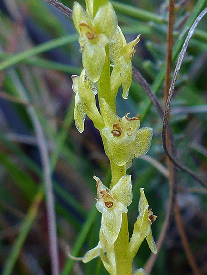 Translucent petals and sepals