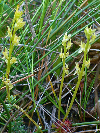 Three flowering stems