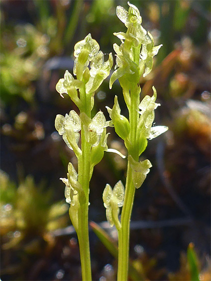 Two stems