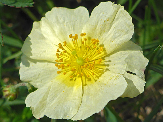 Pale yellow petals