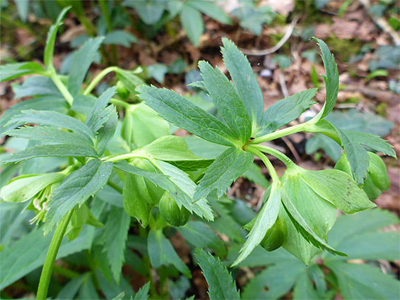 Toothed leaves