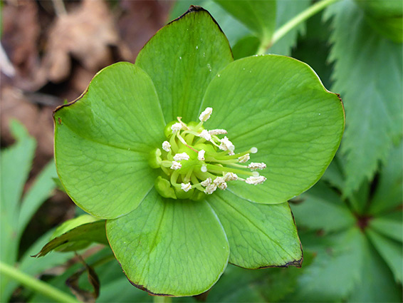 Brown-tipped sepals