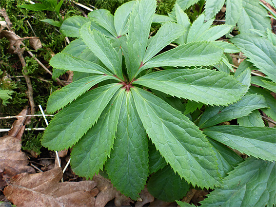 Palmate leaf