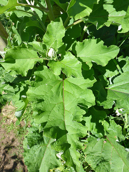 Wavy-edged leaves