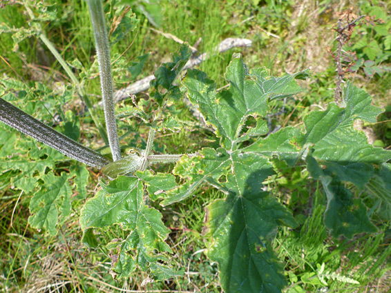 Stem and leaf