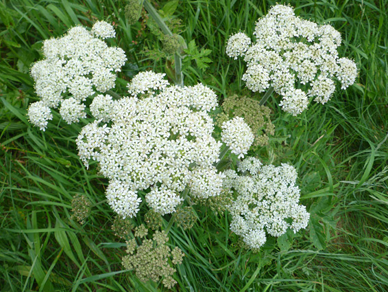 Dense flower clusters