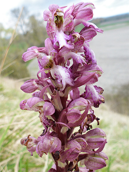 Flowers, starting to wither