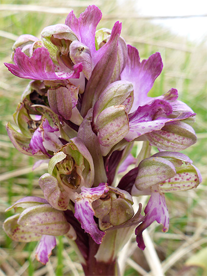 Clustered flowers