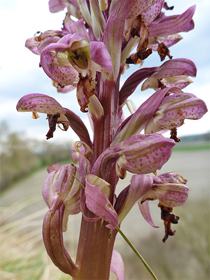 Flowers and bracts