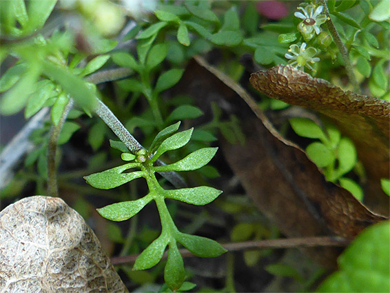 Pinnate leaf