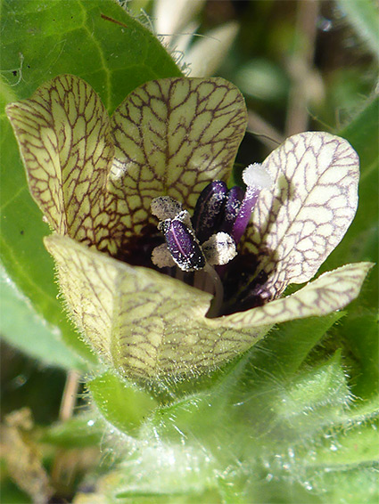 Cupped flower