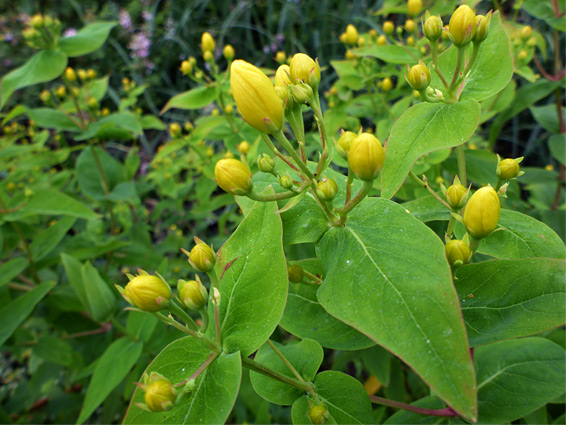 Flowers and leaves