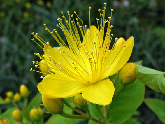 Exserted stamens