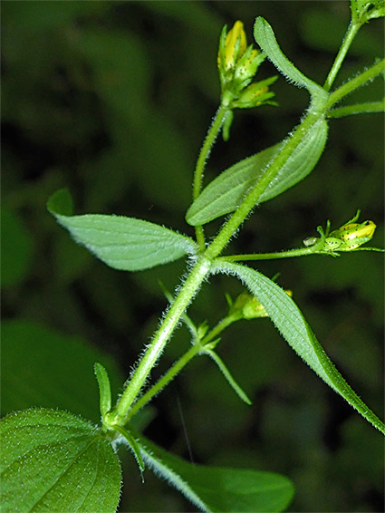 Leaves and stem