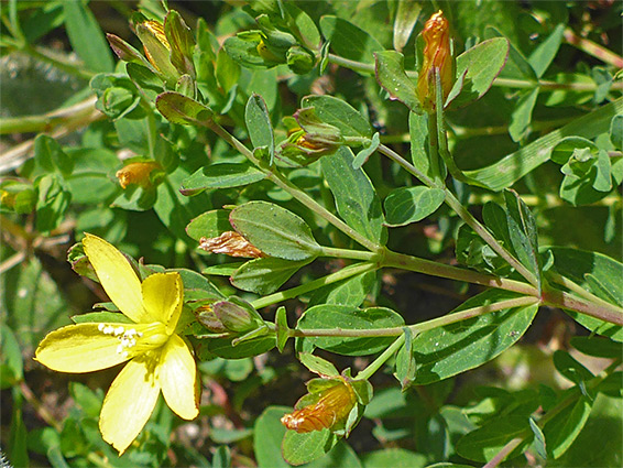 Leaves