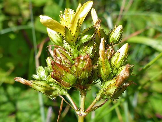 Withered flowers