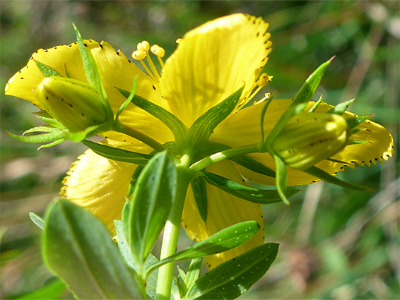 Pointed sepals