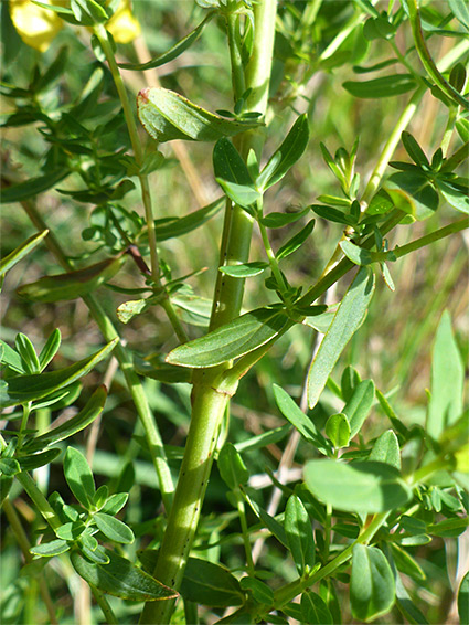 Leaves and stem