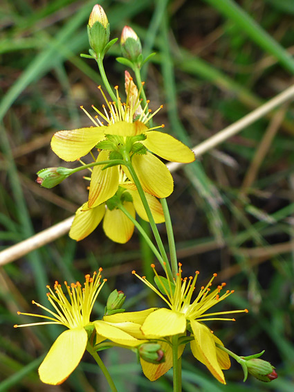 Orange-tipped stamens