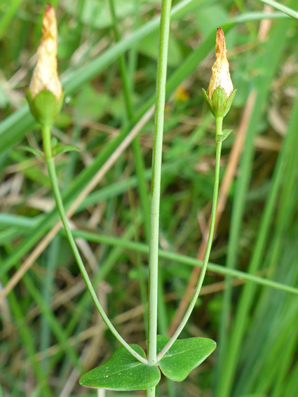 Pair of flowers