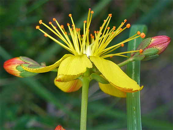 Flower and buds