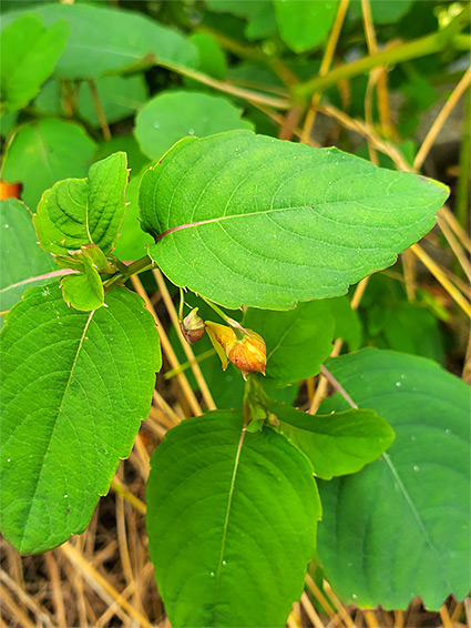 Toothed leaves