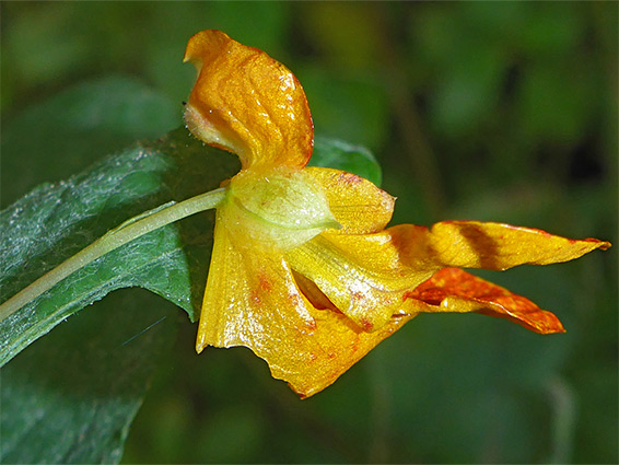 Red/orange flower