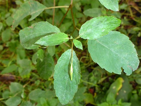 Leaves