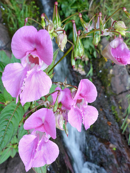 Large flowers