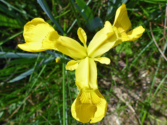 Yellow flower