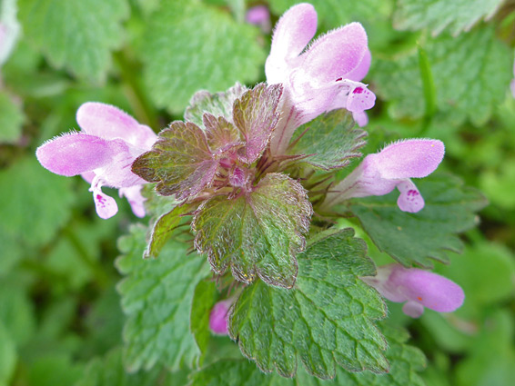 Flowers and leaves